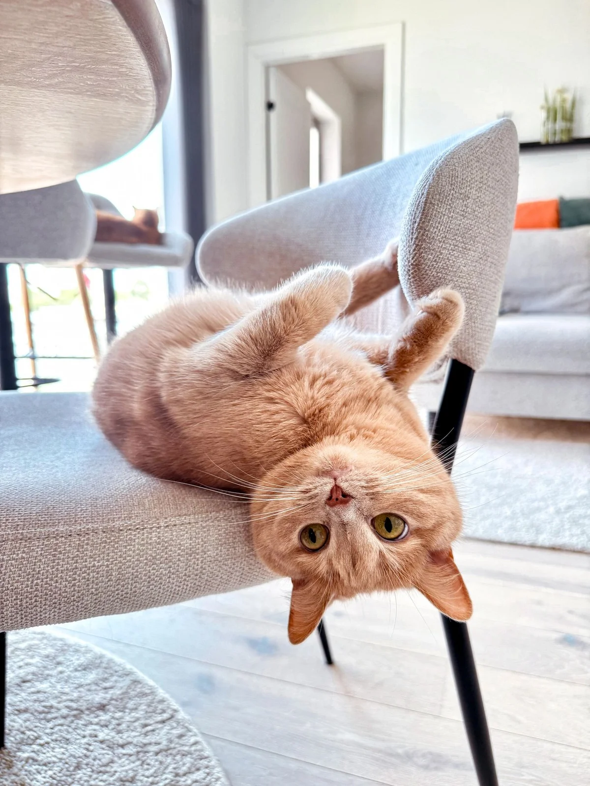 Sandy's Happy Tails Dog Grooming