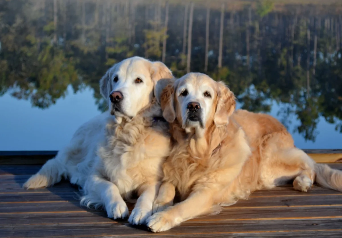 Blue Skies Pet Euthanasia