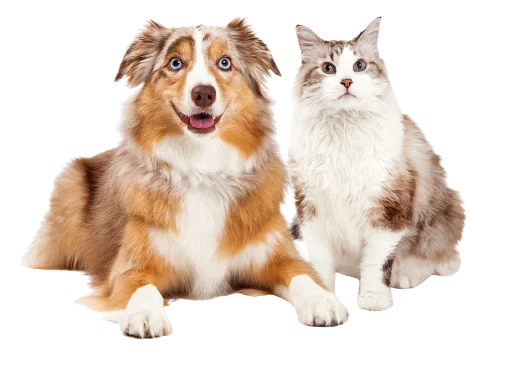 Full-Service Veterinary Hospital -