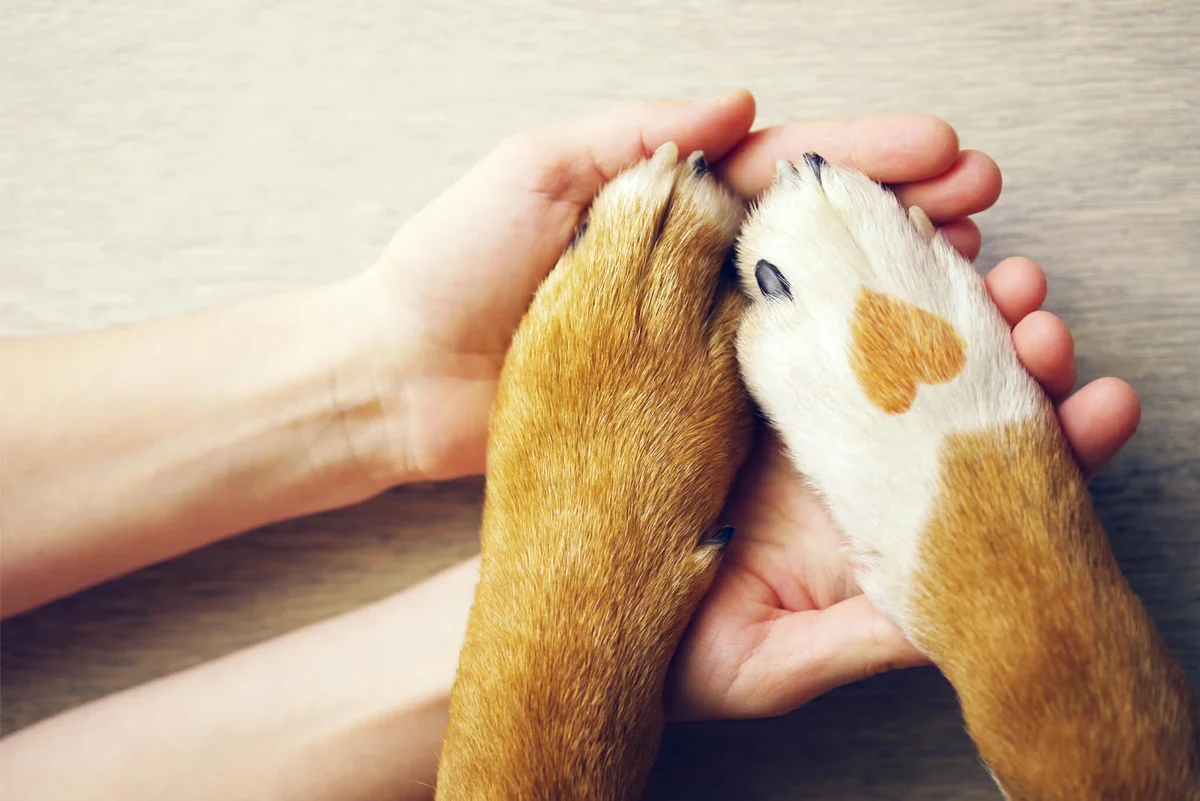 Millard Veterinary Clinics