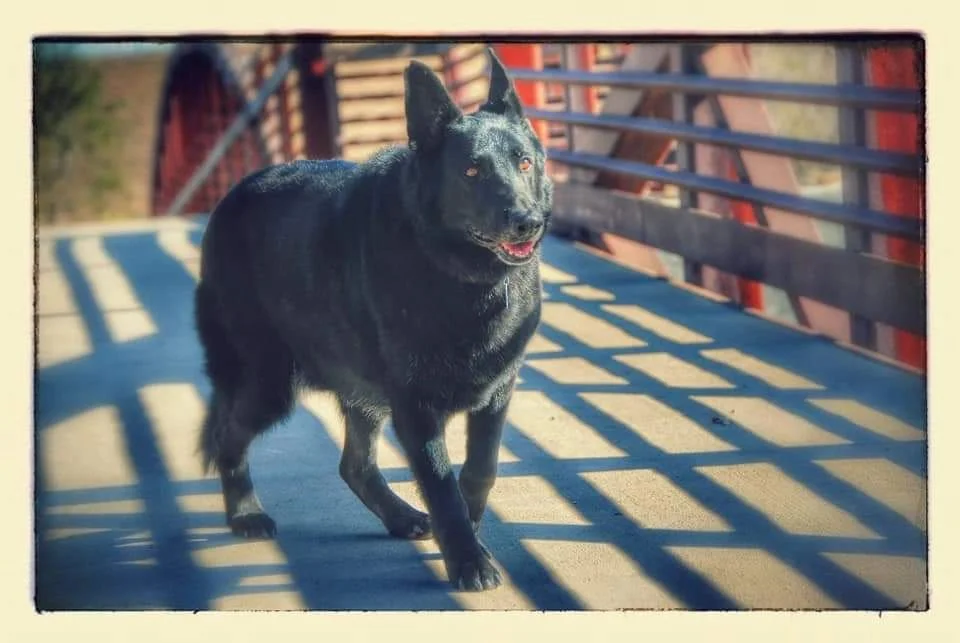 Total Pawfection Dog Grooming