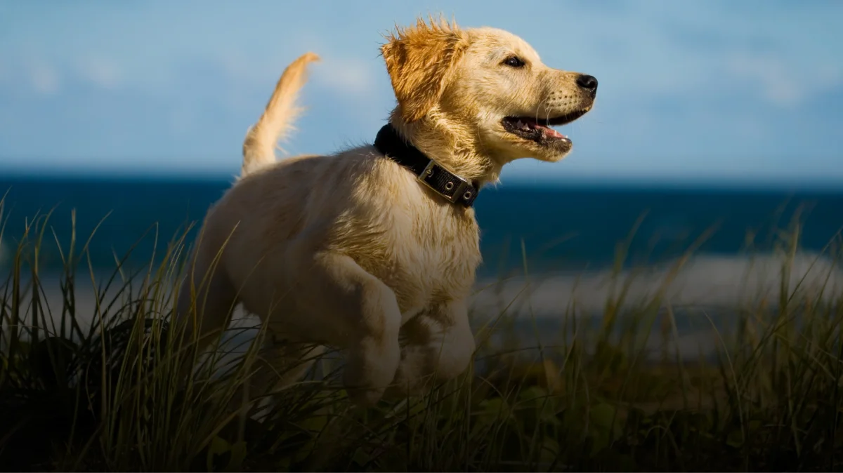 The Animal Hospital of North Charleston
