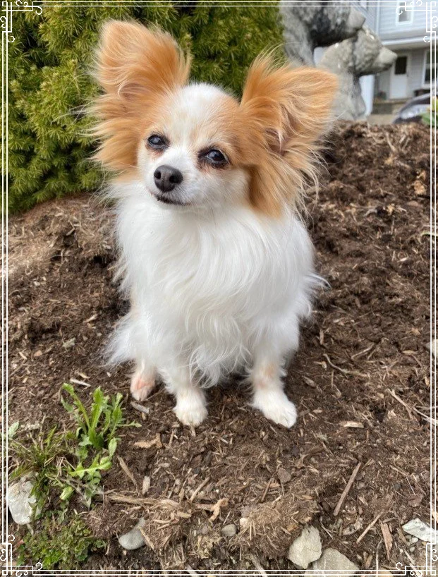 NW PA Pet Emergency Center