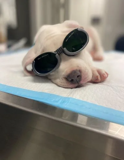 house of paws veterinary Clinic