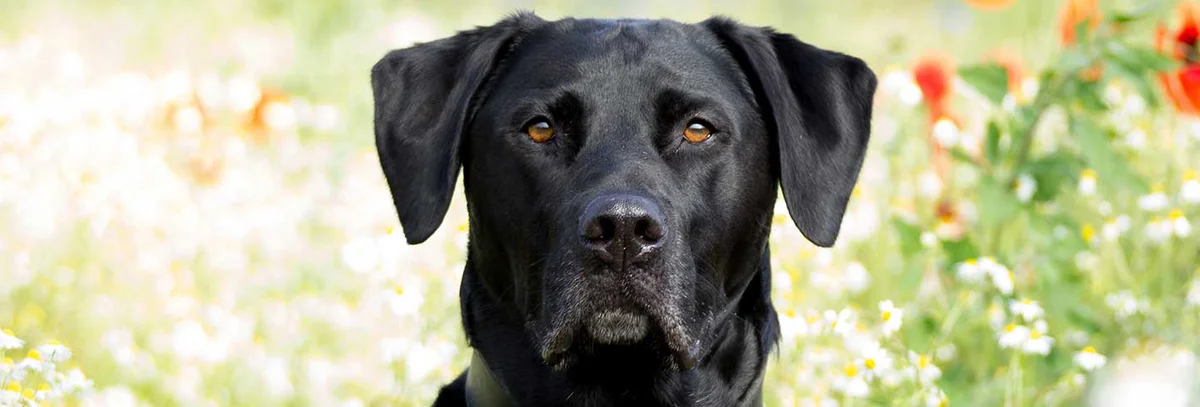 Oxford Veterinary Hospital