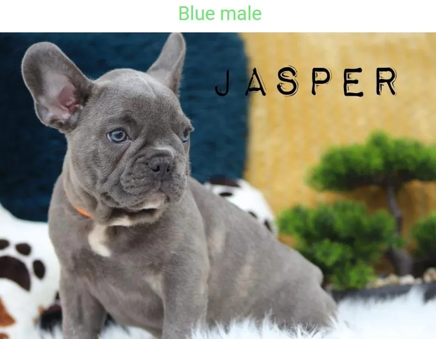 Vancouverite Bulldogs