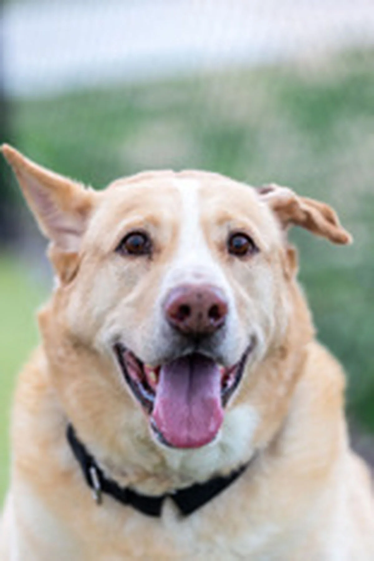 Brandywine Valley SPCA