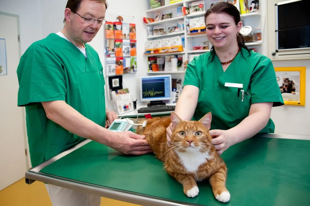 Fachtierarzt für Kleintiere Dr. Andreas Böhm