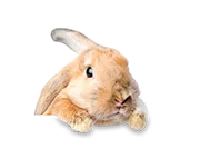 Ardmore Grooming station