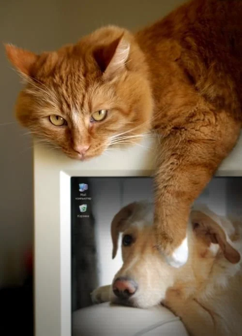 Veterinaires 2 Toute Urgence