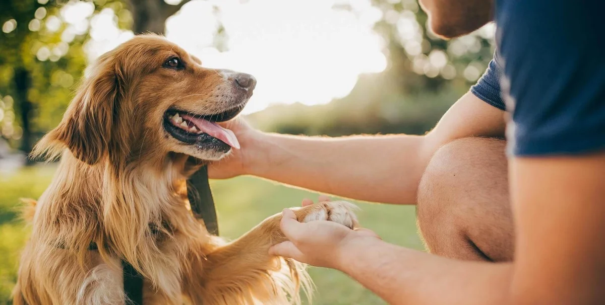 The Pet Clinic of Bradenton