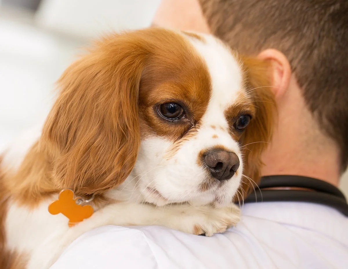 CVCA Cardiac Care for Pets - Waltham