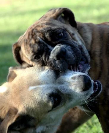 Pet Behaviour Management