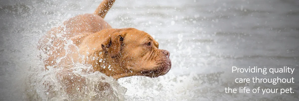 Veterinary Ultrasound of Nh