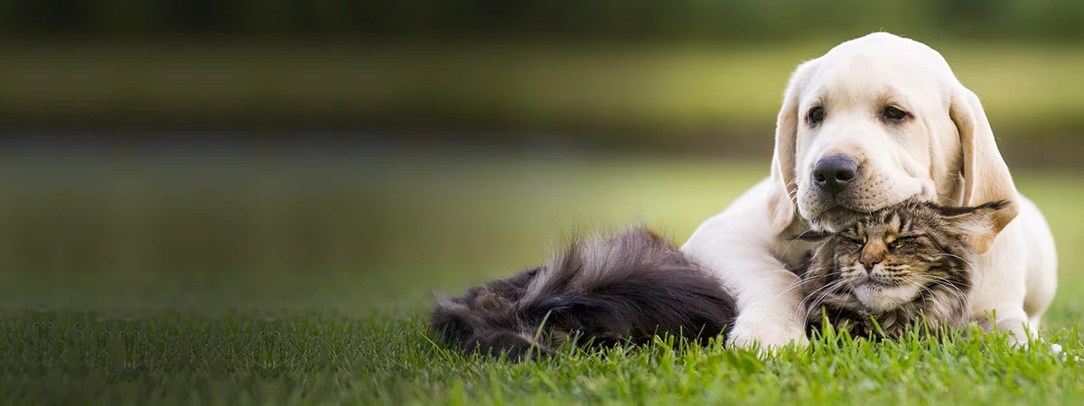 Cape Coral Animal Shelter & Veterinary Clinic