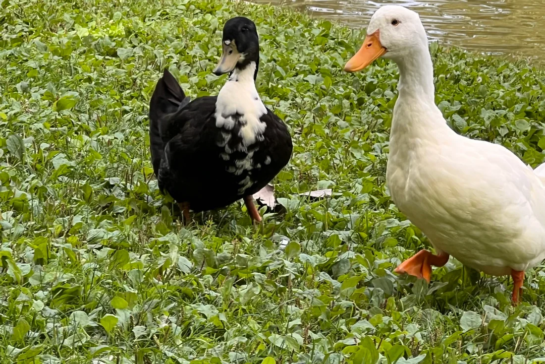 Mesa Veterinary Clinic