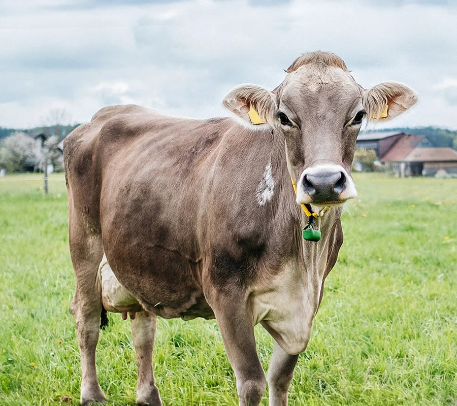 Tierklinik Babenhausen Vasić