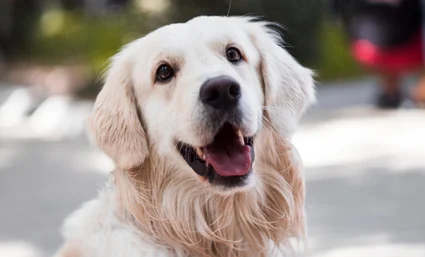 Eastside Animal Hospital