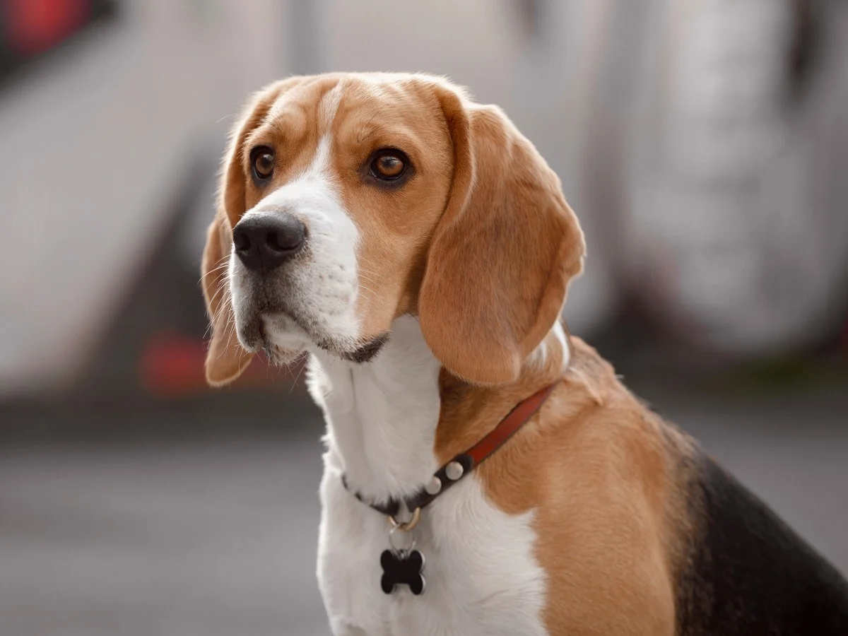 Nolana Animal Hospital