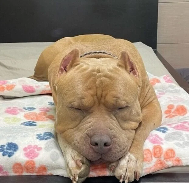 Creature Comforts Pet Resort