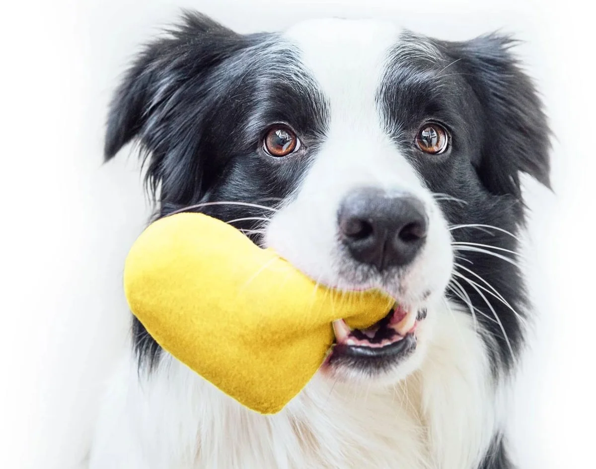 K9 Bath Body & Boarding