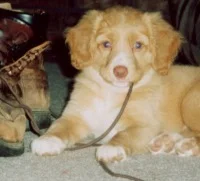 Karla's Kritters Pet Sitting