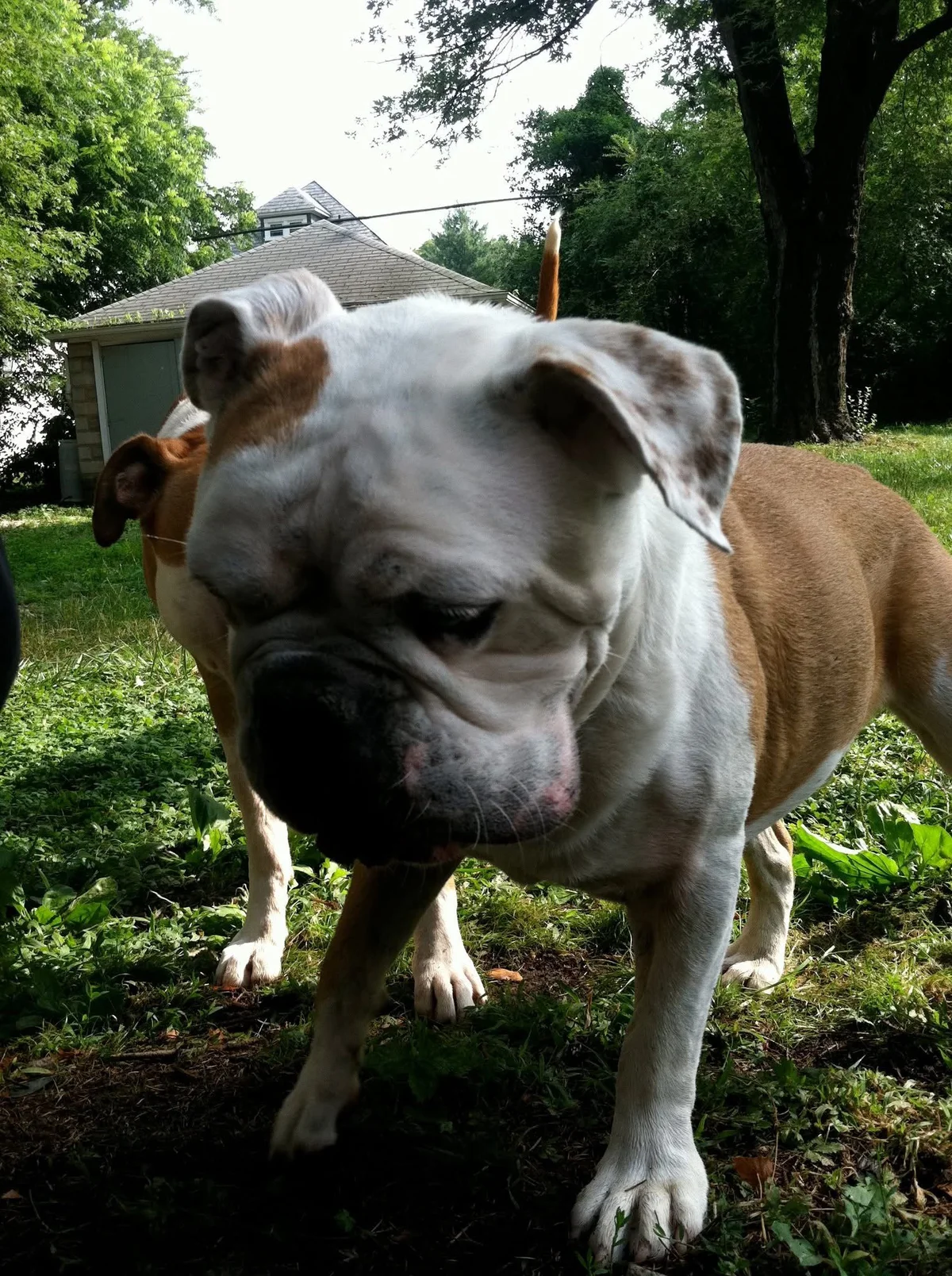 Barks and Recreation