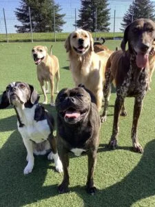 Pineview Veterinary Hospital & Pet Resort