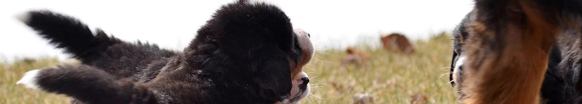 Bernese Mountain Dog Club