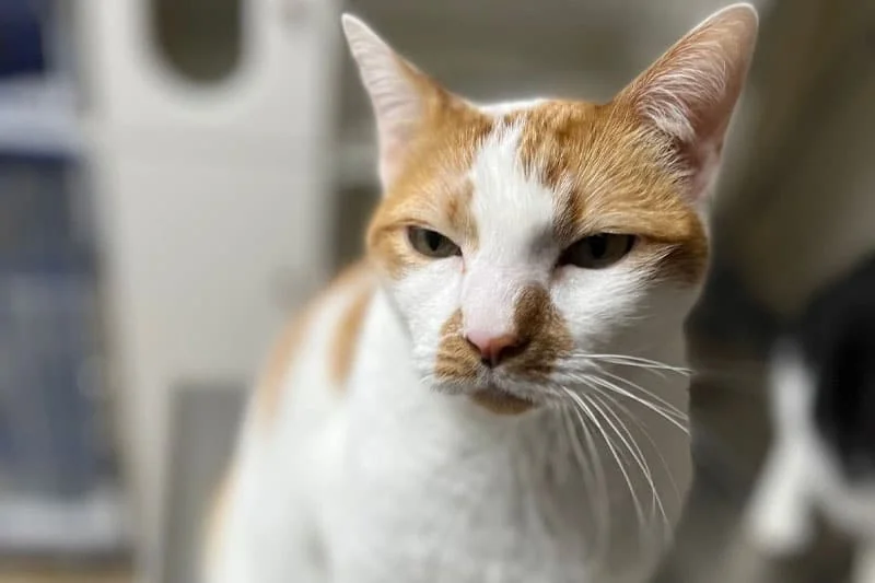 St. Petersburg Animal Hospital and Urgent Care