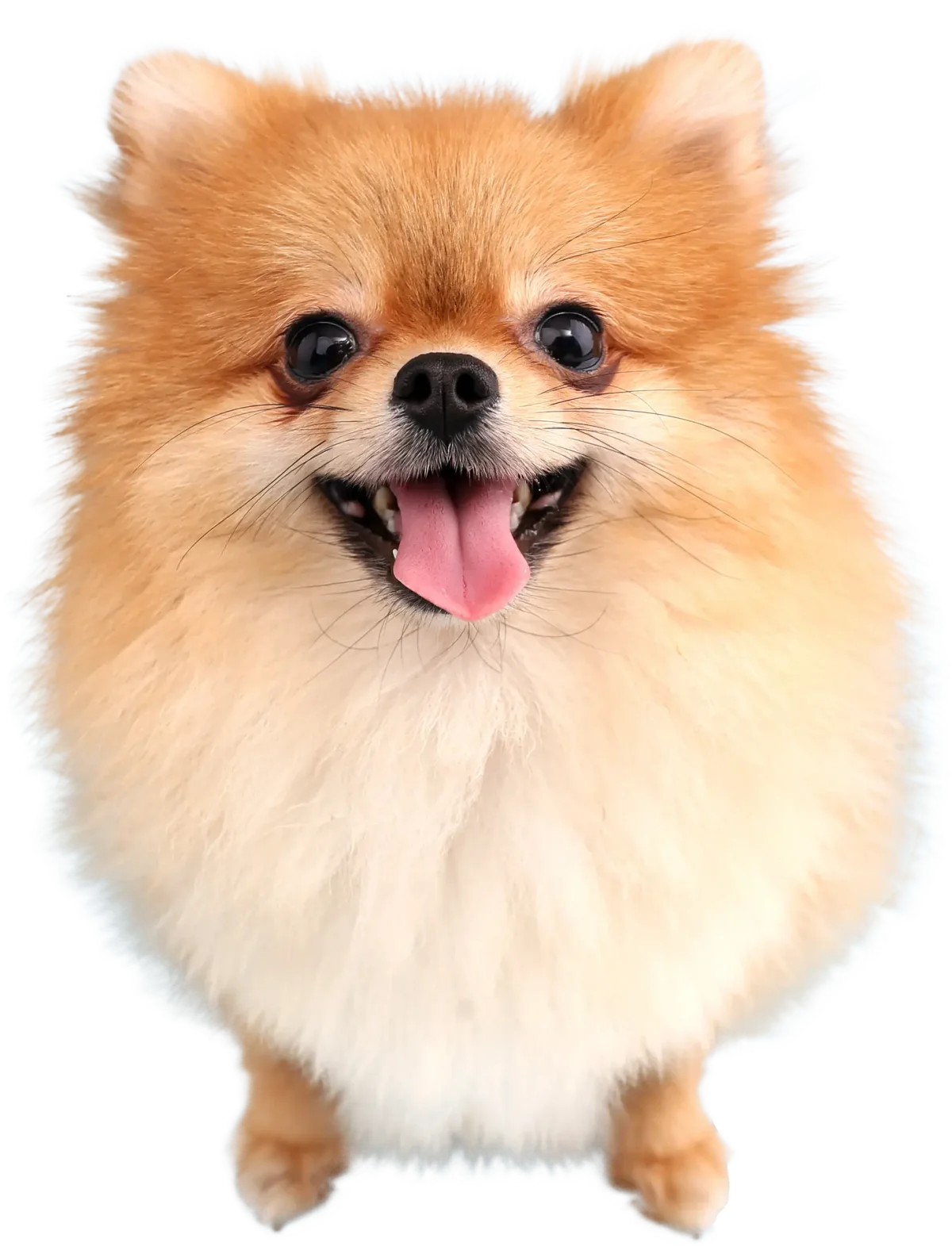 DippityDoo Pet Waste Removal