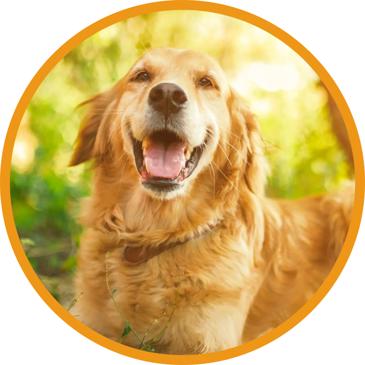 North Star Animal Hospital