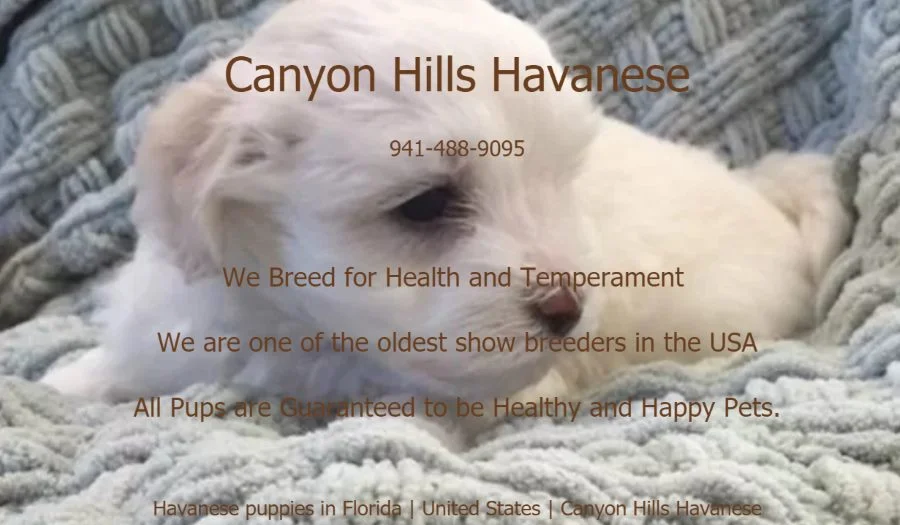 Canyon Hills Havanese Puppies