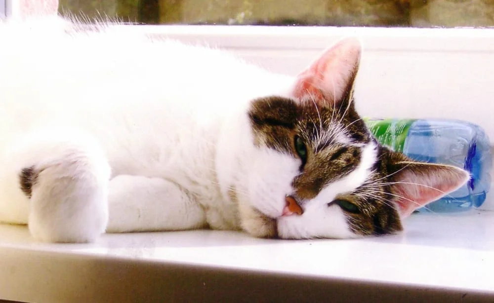 Tierarztpraxis Dr. Sindern