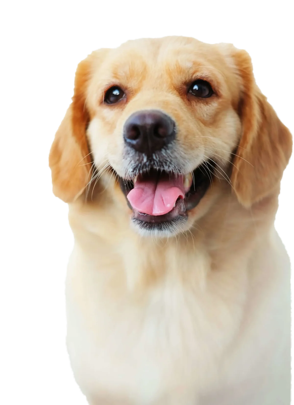 Tierarztpraxis Müller