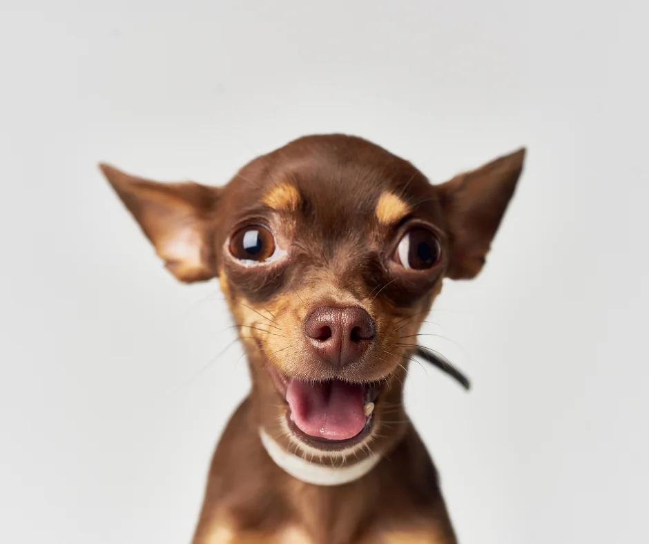 Good Human Dog Training