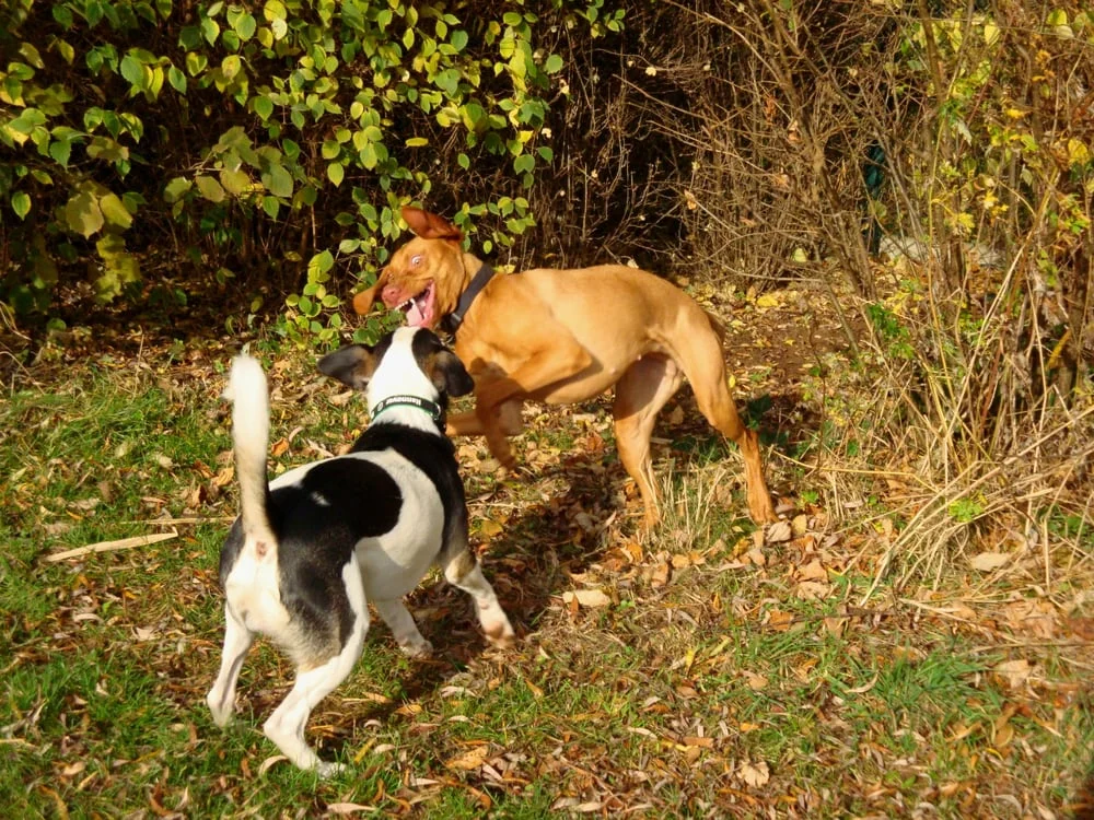 Kleintierpraxis Manfred Mäde