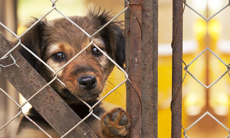 One of A Kind Pet Rescue