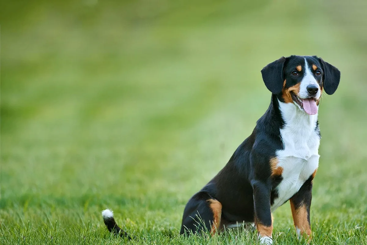 Animal Medical Center of Middletown