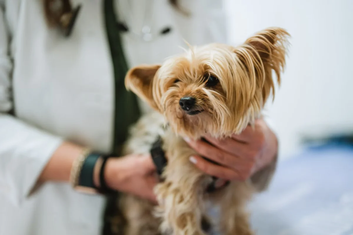 Hillcrest Pet Hospital