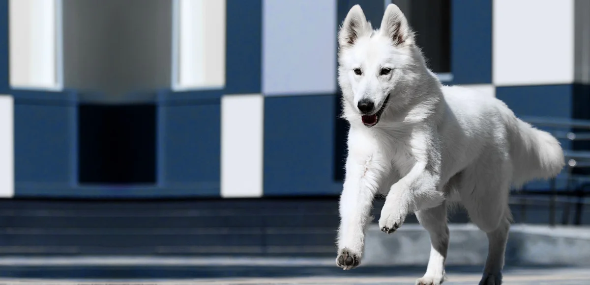 Brookhaven Animal Hospital