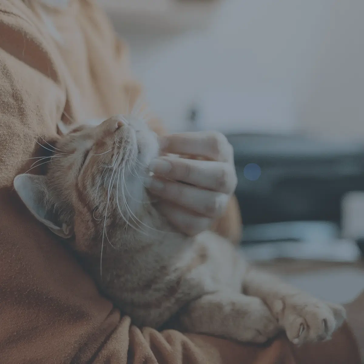 VCA Canada District Animal Hospital & Urgent Care