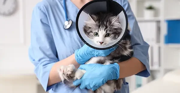 Kleintierpraxis von Ammon