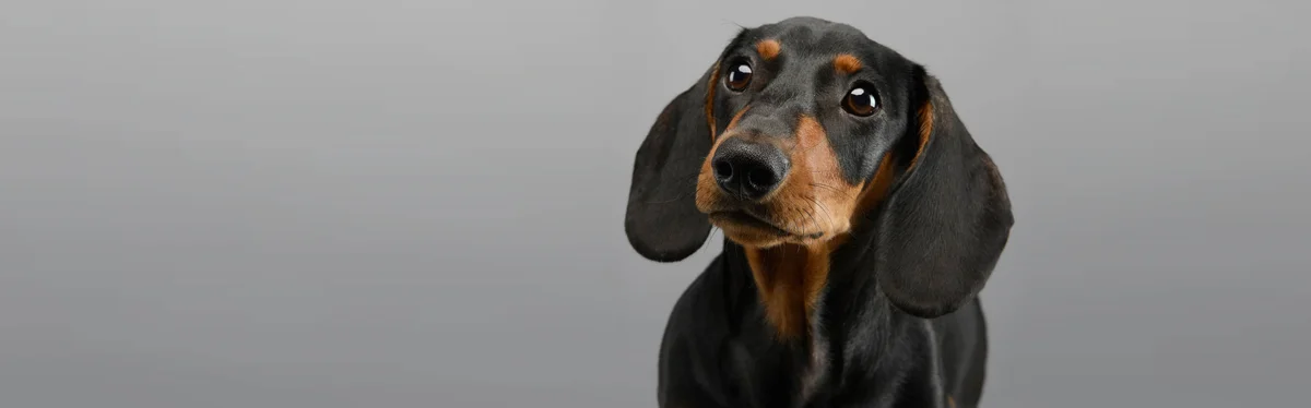 Escondido Veterinary Emergency