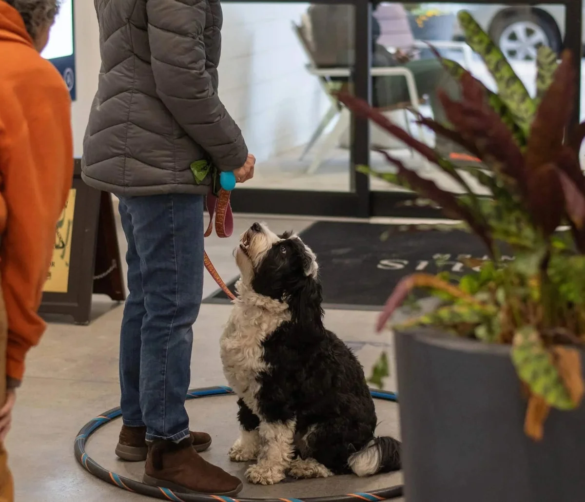 Paws and Possibilities