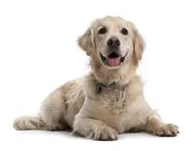 Bloomingdale Animal Hospital