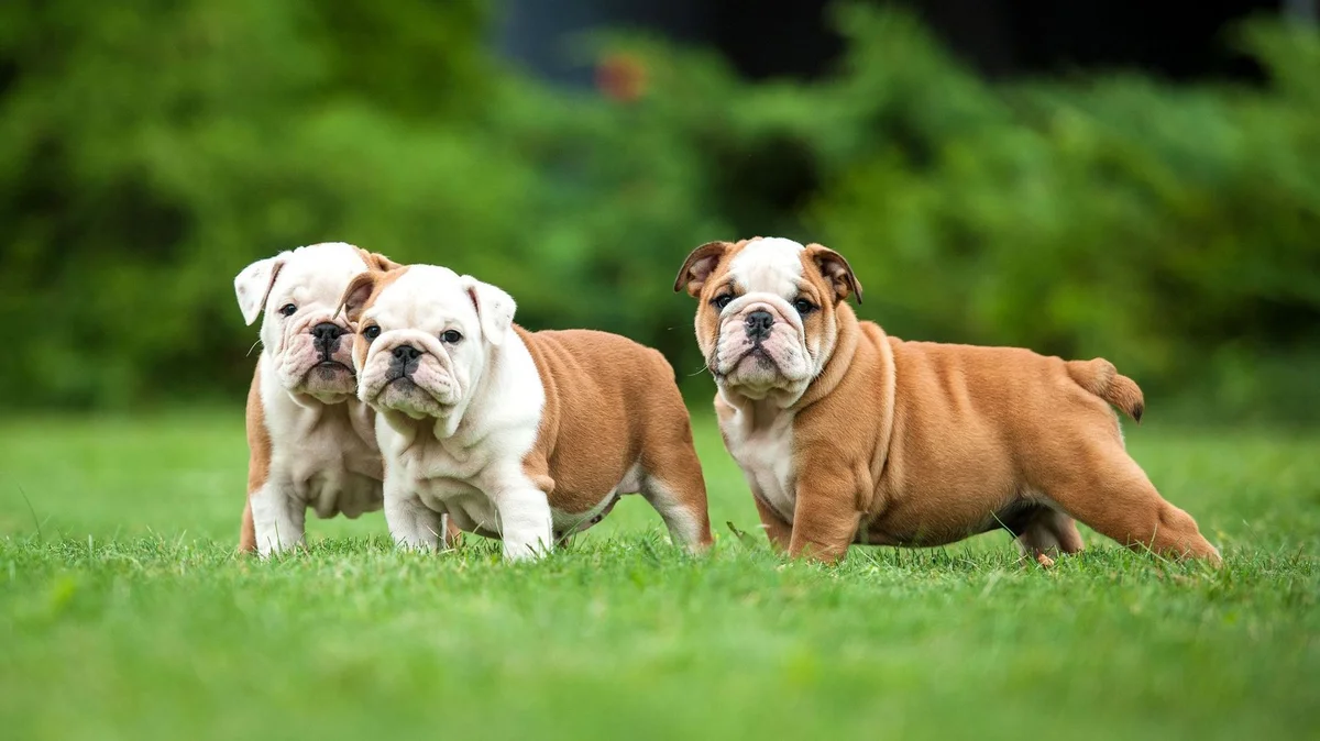 Lord Edwards Grooming Room