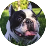 Alternative Canine Training