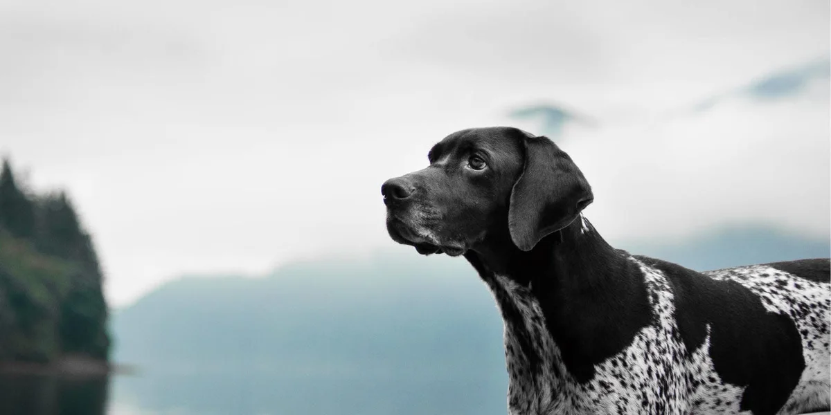 Loving Hands Animal Clinic