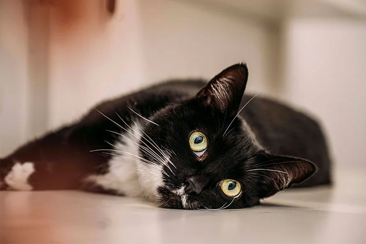 Tierarztpraxis Bärenwiese/ Tiernotarzt Berlin